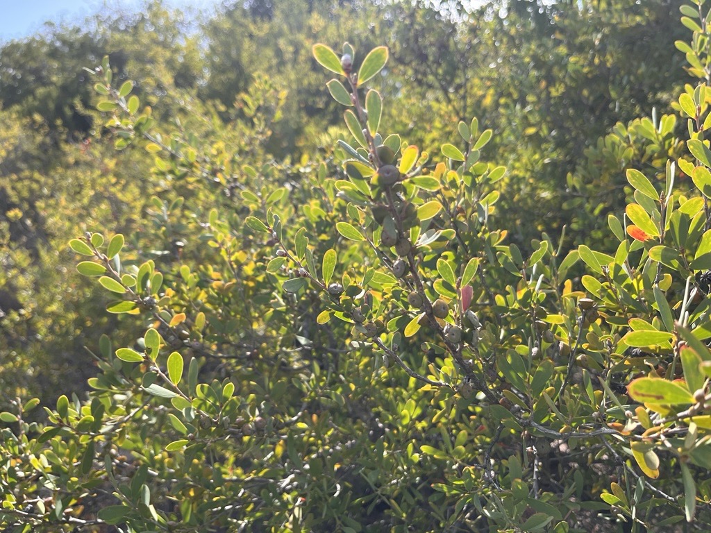 Coast tea-tree shrub up close